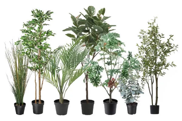 観葉植物