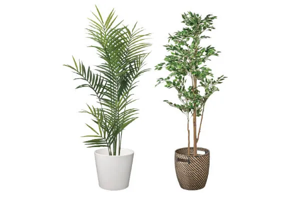 観葉植物